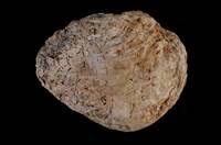 藏品(北海銀蛤)的圖片